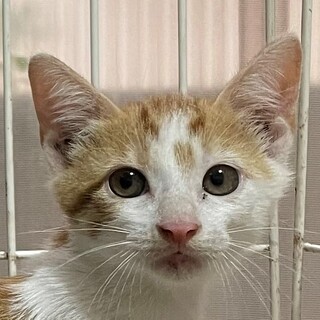 子猫、1.5ヵ月白茶ちゃんです、