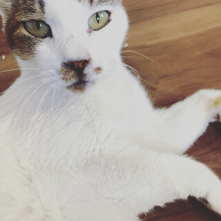 雑種オス　成猫　とっても人懐っこい性格です