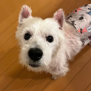 【トライアル予定】ウエスティMIXの男の子です