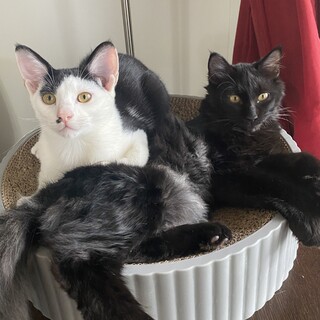 【お見合い随時】天使とふわふわクマの甘えん坊ペア