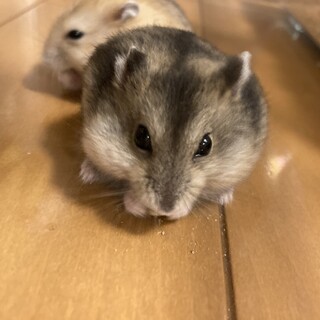 8月20日誕生日のジャンガリアンハムスター♀