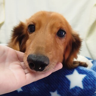 ダックスフンドの男の子