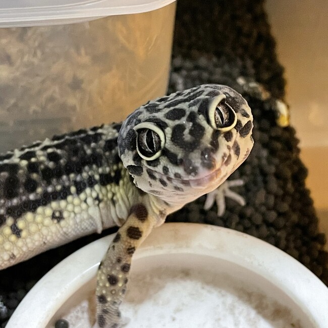 ちくわ&ぬぅのカバー写真