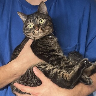 キジトラ✩.*˚クリックリの可愛い子にゃん 