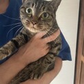 キジトラ✩.*˚落ち着いた美猫にゃん