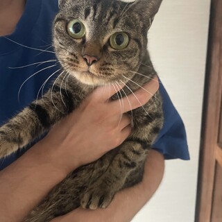 キジトラ✩.*˚落ち着いた美猫にゃん