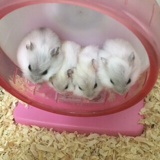 引っ越しのため、里親募集中!