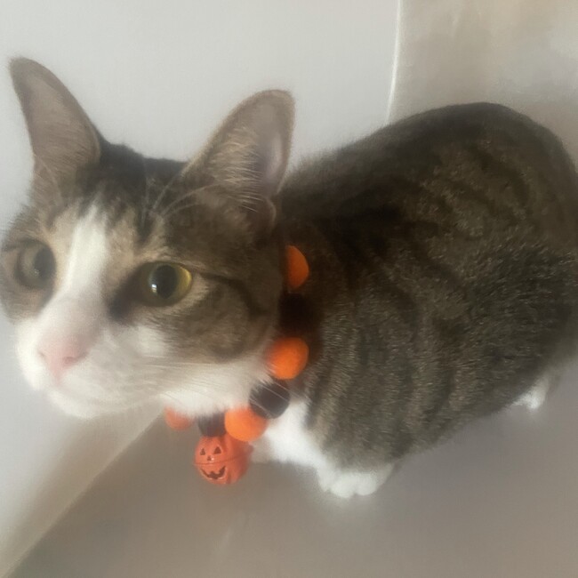 わかめ2号のカバー写真