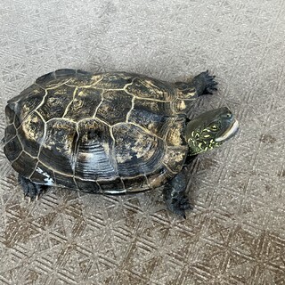クサガメの雄1匹の里親募集しています。
