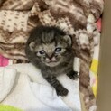 募集一時停止：【生後10日】授乳期の子猫の里親募集