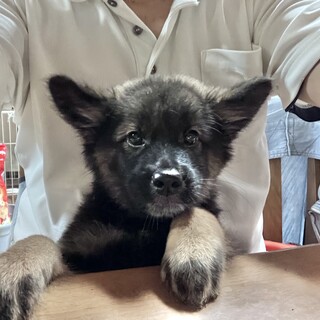 生後約3ヶ月の子犬里親緊急募集