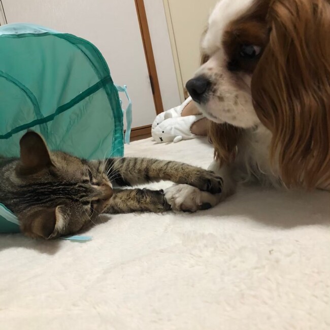 るぴすのカバー写真