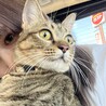 るぴす