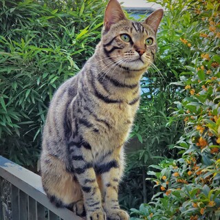 両親はベンガルの血統書からの純血のオス猫です。