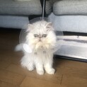 チンチラペルシャの8ヶ月の男の子