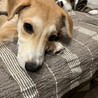 わんぱく？お調子者？[大福] サムネイル5