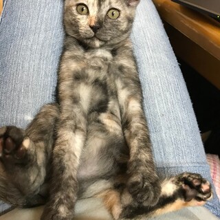 パステルサビで折れ耳の甘えん坊サラちゃん