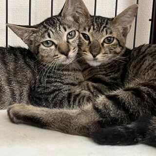 やんちゃなキジトラ兄妹８月