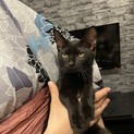 里親見つかりました！双子の黒猫ちゃん