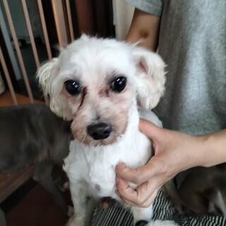 マルチーズ　女の子　♀　7歳