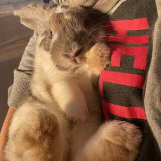 ロップイヤー5ヶ月のとっても元気な男の子です！