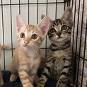2ヶ月半の兄弟