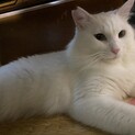 モフモフで真っ白な男の子♂