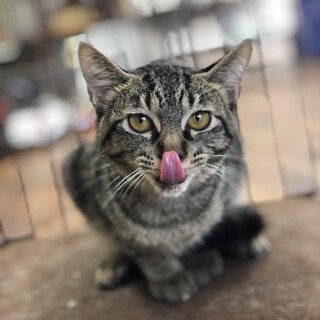 イケメン男子　シンバ君♪