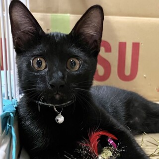 寂しがり屋さんの甘えん坊な黒猫のクロ君❣️