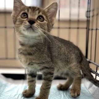 人馴れ可愛い５兄妹⭐︎キジトラ男子たく