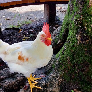 この子の新しいニワトリ家族を探しています