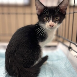 人馴れ可愛い５兄妹⭐︎白黒男子じん