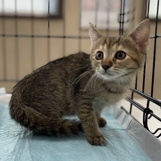 募集停止⭐︎キジトラ女子らん