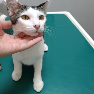 おっとり★トミー（とみお）★黒白ボーイ