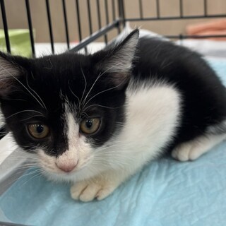 人馴れ可愛い５兄妹⭐︎ハチワレ男子れん