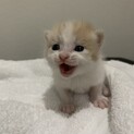 【生後10日】授乳期の子猫の里親募集