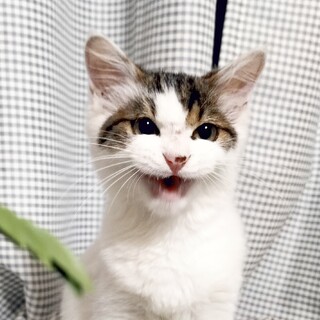 白キジの子猫(男の子)※9/19更新