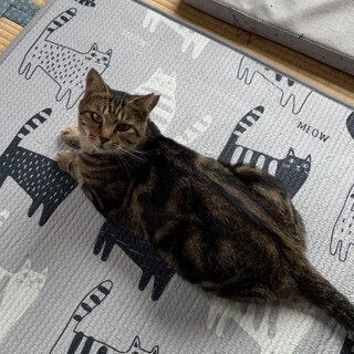 アメショ柄の美猫、性格も華丸です