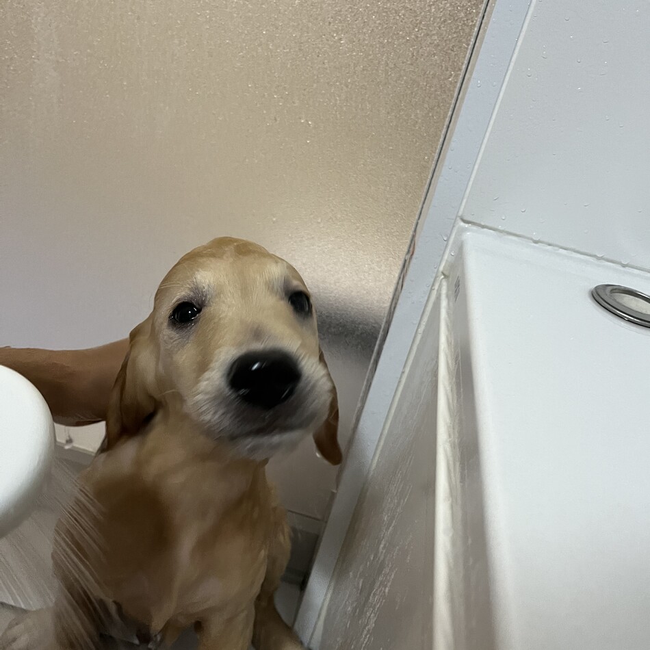 ぱむのカバー写真