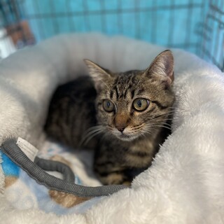 3本足のミーナちゃん、里親募集です