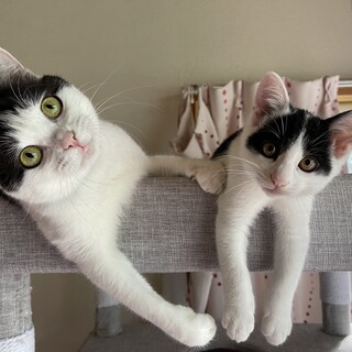 大切に愛してくださるご家族募集してます❣️