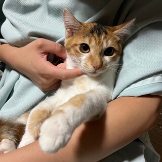 素敵なご家族が見つかりました♡ミケちゃん♡