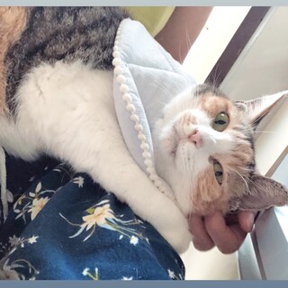 撫でられるの大好き♡賢い正統派三毛女さん