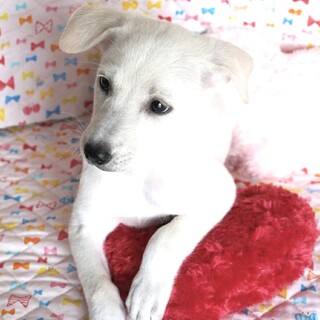保健所からレスキューした子犬♀あかね