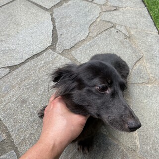 ダックスフンドのクロちゃんの里親募集