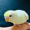 セキセイインコ里親募集