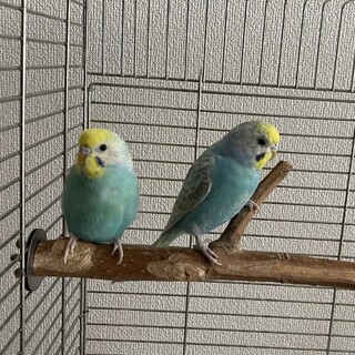 セキセイインコ3羽里親募集　1羽づつも可