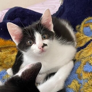 かまって欲しい可愛い♥ハチワレ女子ビビ