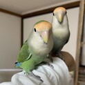 コザクラインコ　ペア　里親募集！