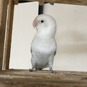 白ボタンインコ　里親募集！
